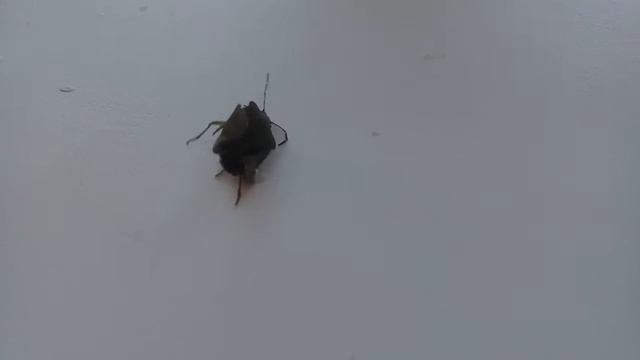 Клоп танцует брейк -данс смотреть онлайн