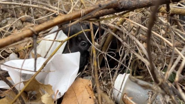 Водитель заметил на земле большой чёрный комок, он не поверил своим глазам... смотреть онлайн