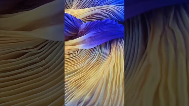 Шёлковые шарфы АРАСИ - хит в шибори. смотреть онлайн