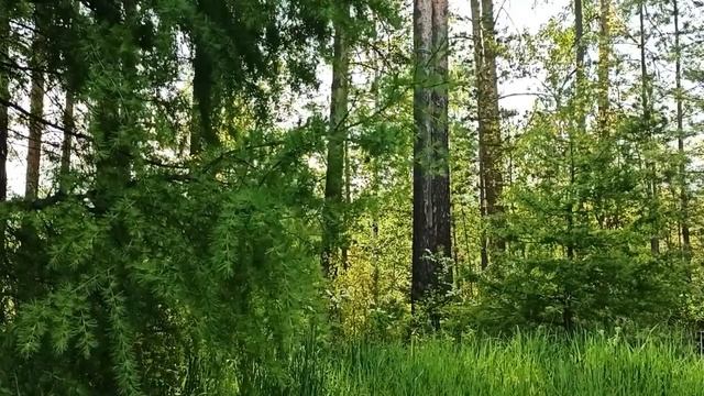 Шум ветра и пение птиц в лесу. Релакс видео смотреть онлайн