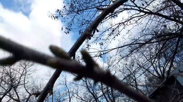 Как формировать черешню... смотреть онлайн
