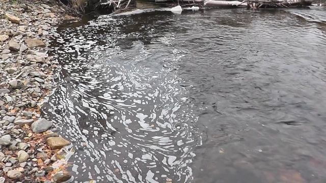 рыба хариус смотреть онлайн
