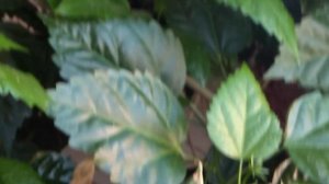 ТЛЯ НА КИТАЙСКОЙ РОЗЕ,КАК Я СПАСАЮ КОМНАТНУЮ РОЗУ-Гибискус