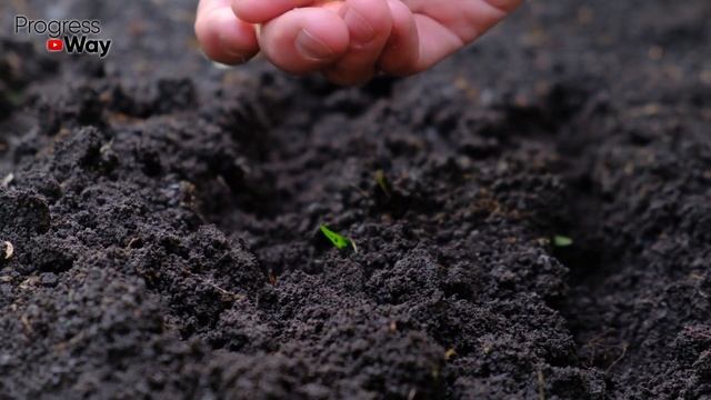10 ВАЖНЫХ ДЕЛ в сентябре в саду и огороде! смотреть онлайн