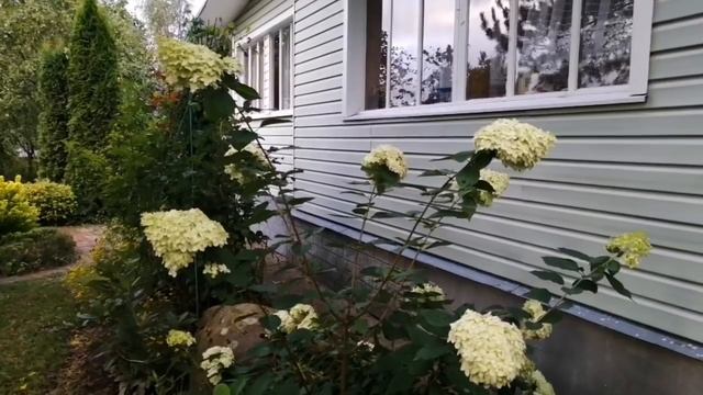 Гортензии в середине сентября. смотреть онлайн