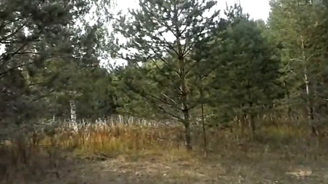 Летний лес смотреть онлайн