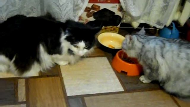когда хорошие манеры сильнее чем чувство голода смотреть онлайн