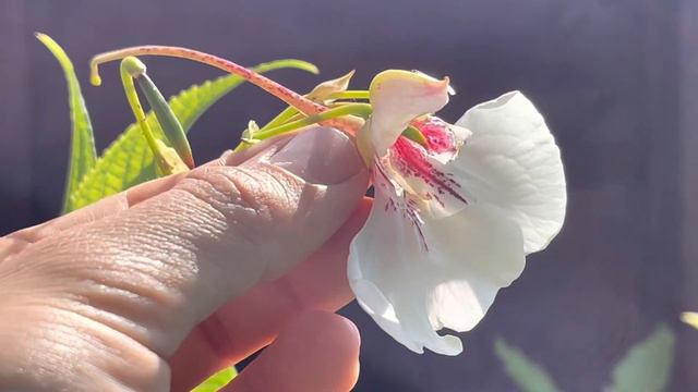 Impatiens Tinctoria - Discover Tropical Style Plants