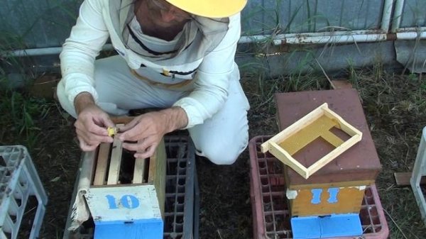 Вывод маток в нуклеусах. Контроль выхода маток