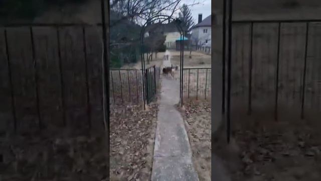 Новая жизнь нашей выпускницы Аси смотреть онлайн