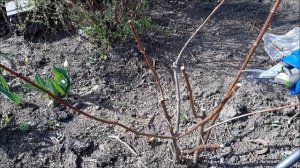 Как обрезать гортензию весной. Весенняя обрезка метельчатой гортензии