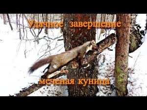 Закрытие последнего путика. "Меченая" куница.