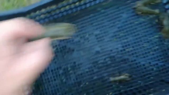 Раки на углях. смотреть онлайн