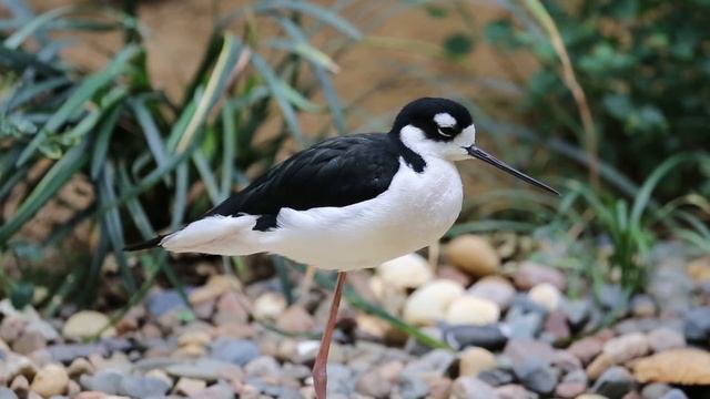 From Swans to Science: 150 Years of Lincoln Park Zoo смотреть онлайн
