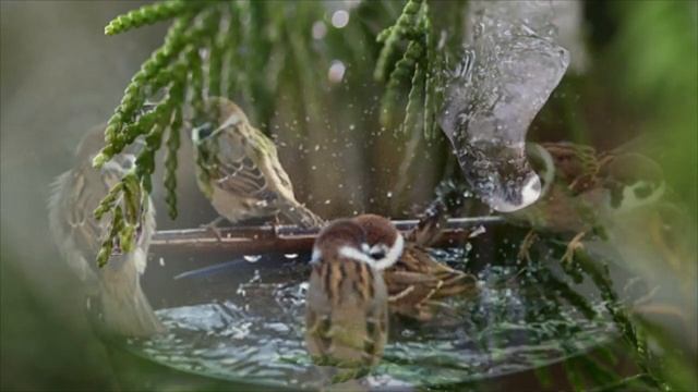 Весеннее вдохновение. Романс. смотреть онлайн