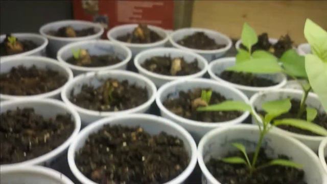 Seedling Update/ Wait till you see how BIG these are! смотреть онлайн