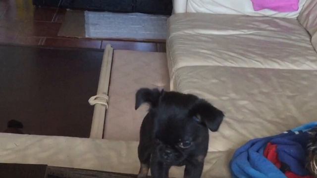 Щенок пти брабансончик отжигает
