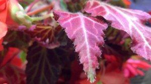 Бегония мисс малибу, советы по зимовке от Анжелики