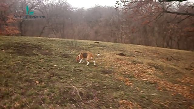 Паратость и послушание гончей! смотреть онлайн