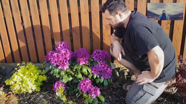 Różanecznik 'Polarnacht' - Rhododendron 'Polarnacht' смотреть онлайн