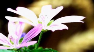 🌺МУЗЫКА ЦВЕТОВ.🌺 Красивая музыка для души и хорошего настроения🌺