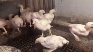 Разведение бройлеров  Пропойка цыплят в первые дни жизни