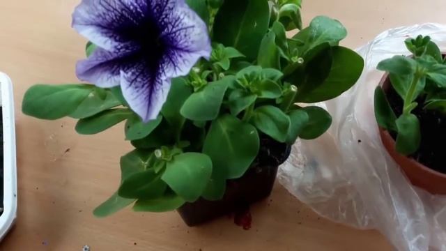 Как размножить понравившийся сорт Сурфинии. Размножение черенками. смотреть онлайн