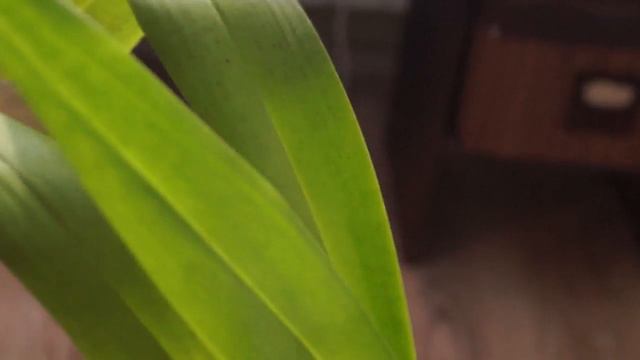 Мои ОРХИДЕИ: цветоносы, БУТОНЫ, корни... смотреть онлайн