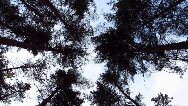 Сосны, ветер, тревожно. Pine trees, wind, anxious. #trees #anxious #сосны #лес #wind #ветер смотреть онлайн