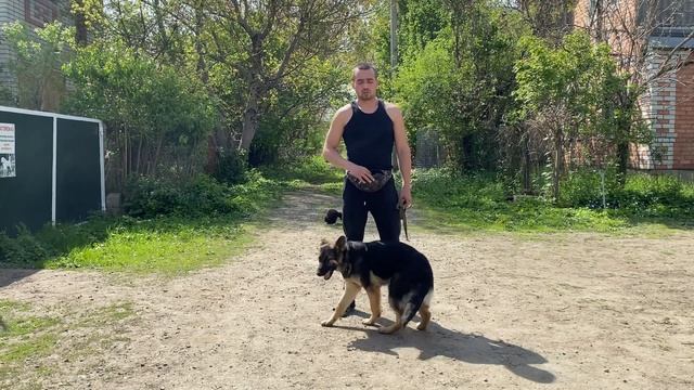 Немецкая овчарка Альба Команда ко мне с котом смотреть онлайн