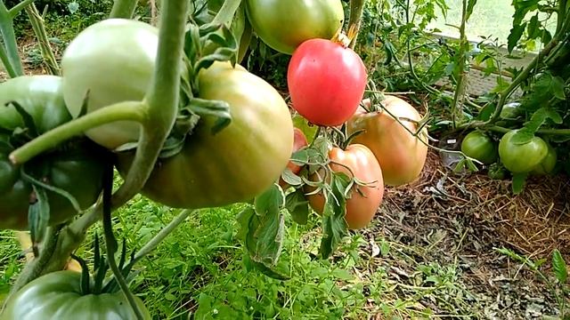 Сорт томата Сердце буйвола смотреть онлайн