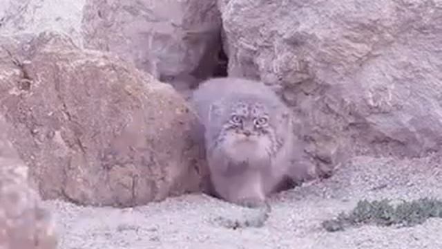 1 манул 2 манула.....