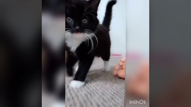 Смотреть до конца...