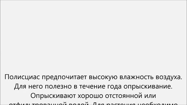 Полисциас уход смотреть онлайн