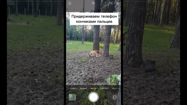 Как круто сфотографировать животных в зоопарке #идеядляфото #креативноефото #зоопарк смотреть онлайн