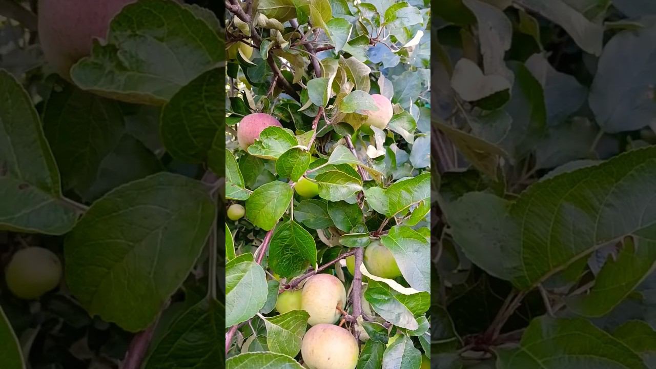 Бывает и такое #music #shortsvideo смотреть онлайн