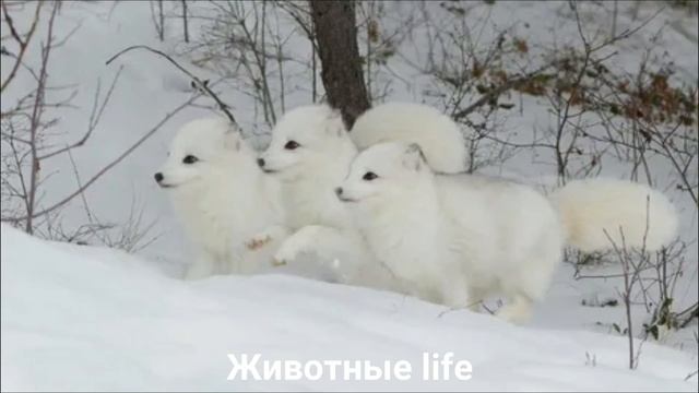 ПЕСЕЦ?Животные life/Собаки/Животные/Интересные факты смотреть онлайн