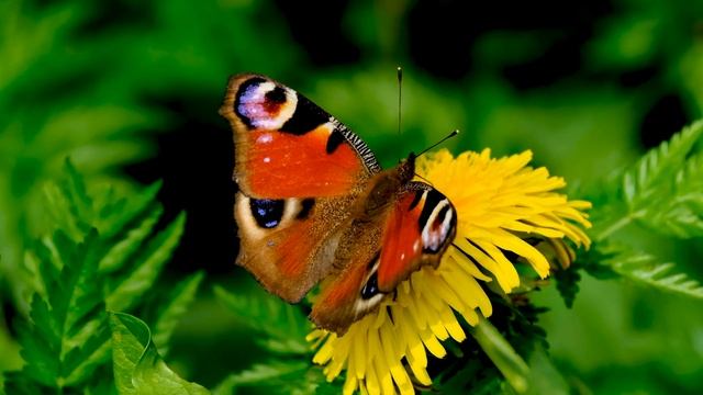 Feed your soul with Russian Poetry - Afanasy Fet - Butterfly смотреть онлайн