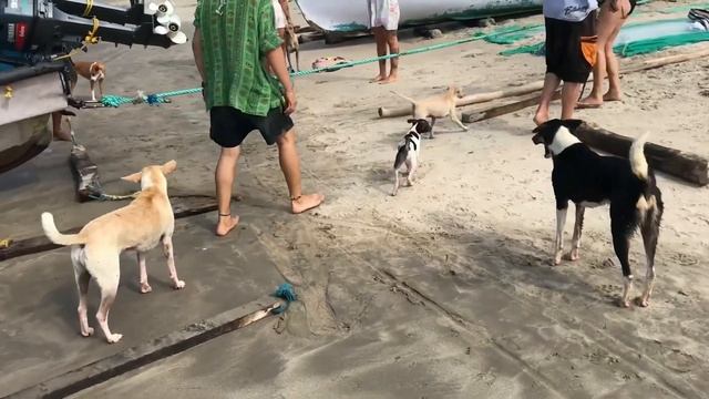 Арамболь Гоа Индия ВЕСЕЛЫЕ КАРТИНКИ между работой и отдыхом смотреть онлайн