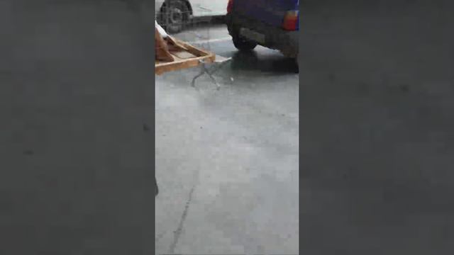 ГОЛУБИ КМВ смотреть онлайн