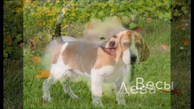 Какая ты порода собаки по знаку Зодиака? смотреть онлайн
