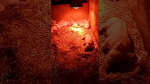 Уход за новорождённым Поросятами, станок для свиноматок.