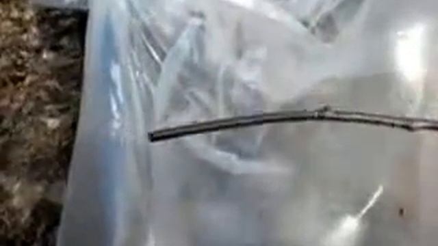 Березовый сок в Макеевском лесничестве смотреть онлайн