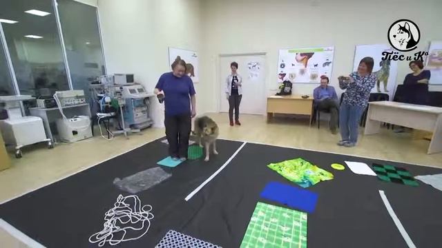 Собачья работа Техника TTouch смотреть онлайн