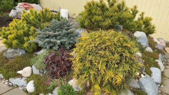 Дача. Родник в пруду. Выпустили карпов кои.) смотреть онлайн