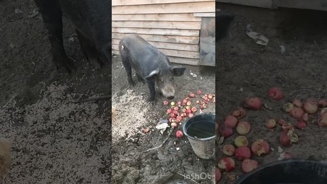 Свиноводство: сегодня покажу вам кабана производителя) Осмотрим беременных свиней, ведь скоро роды! смотреть онлайн