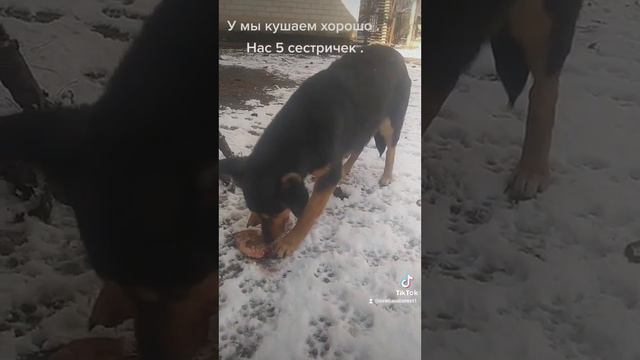 Собаки самые верные друзья . смотреть онлайн