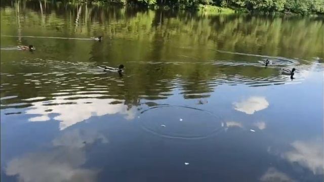 Прогулка по парку "Пехорка" г.Балашиха Московкой области смотреть онлайн