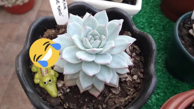 Aeonio Lemom Lime & Echeveria Pink Donna - Parte 2 • Lelis com Amor смотреть онлайн