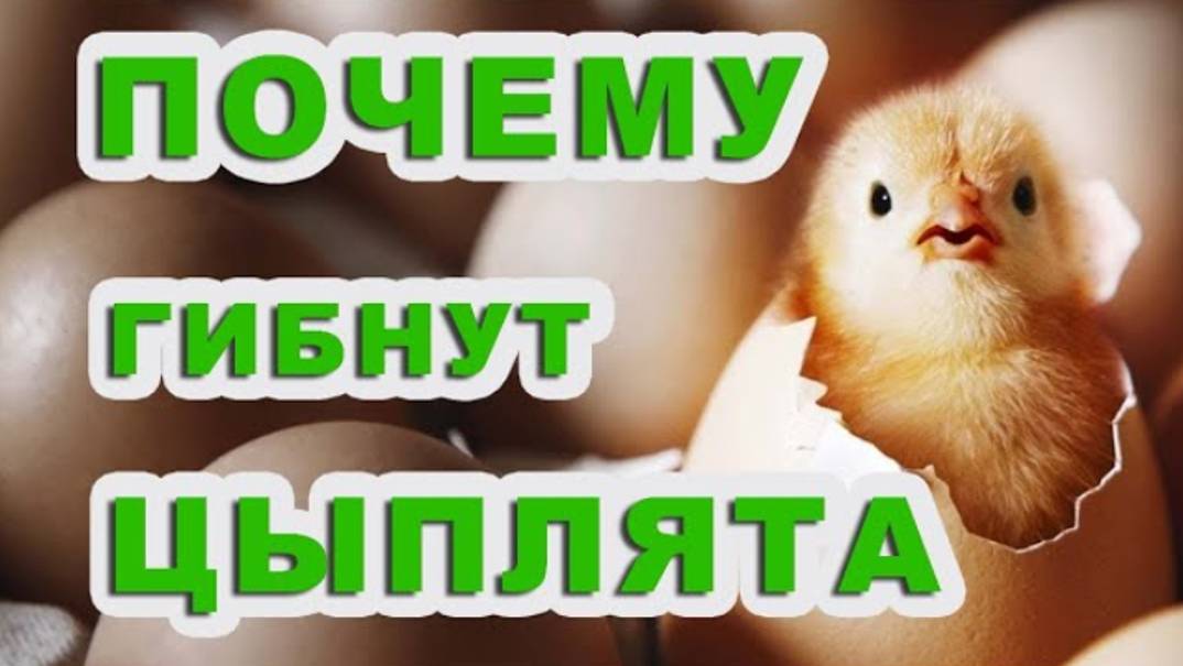 Теперь я знаю, причины гибели птицы и как спасать.ПОЧЕМУ ЗЕРНО НЕ ПРИНЯЛИ НА ЭЛЕВАТОР?! смотреть онлайн